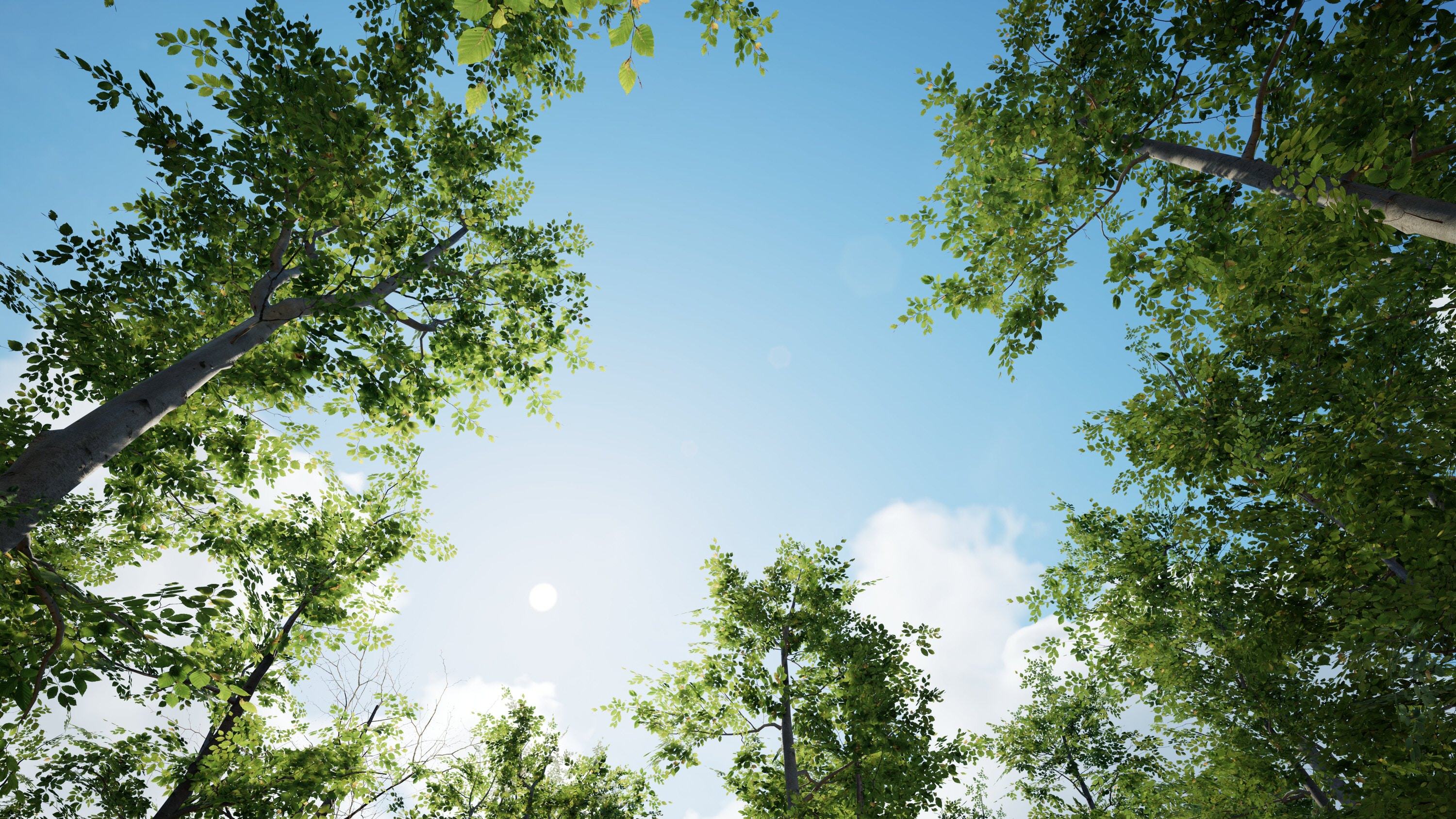 Trees with sunlight