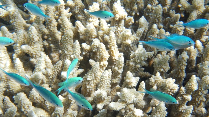 coral and fishes 