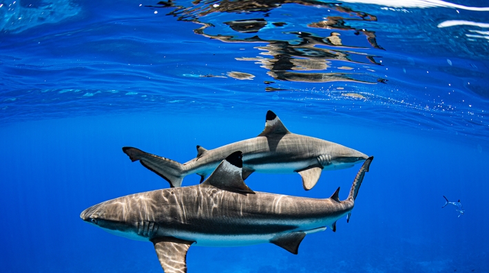 Two sharks swimming crystal clear waters.