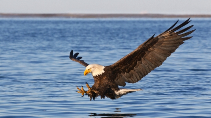 Eagles, bears and snapping turtles: wildlife returns to one of US' most famous rivers