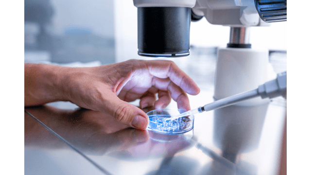 In a fertility laboratory, a doctor prepares embryo cultivation plates.