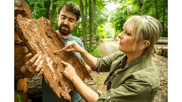 An environmentalist giving a lecture about bark beetle and deforestation.