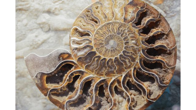 Cutaway old fossil of spiral mollusk.