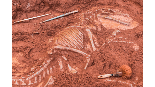 A dinosaur fossil being excavated with archaeological tools.