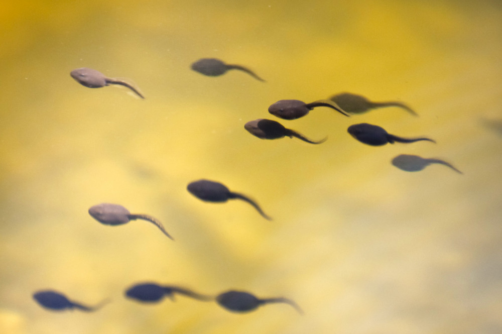 Tadpoles