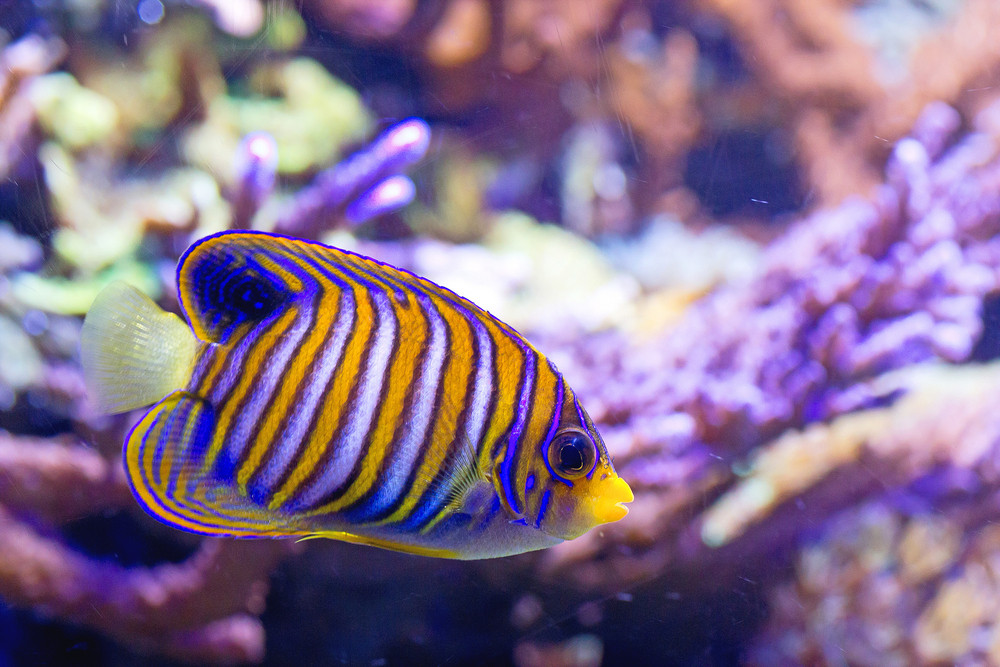 Colorful Fish