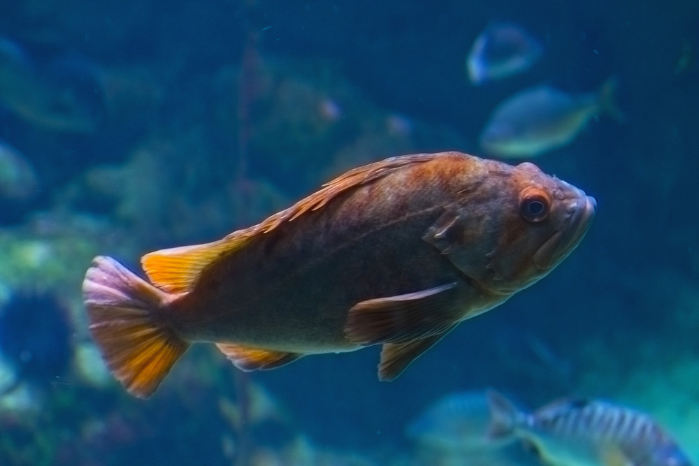 Fish Image