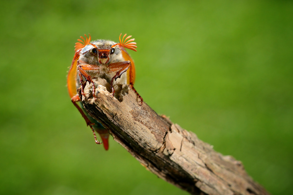 May Bug (melolontha Melolontha) In Natural Environment