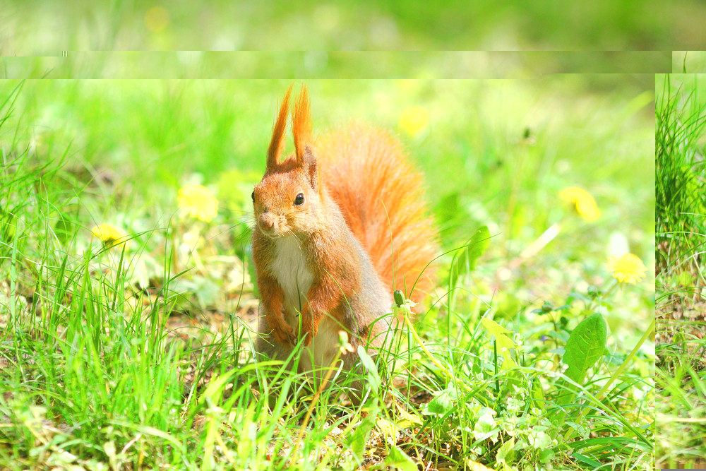 Cute Orange Squirrel Standing On The Grass With Flowers