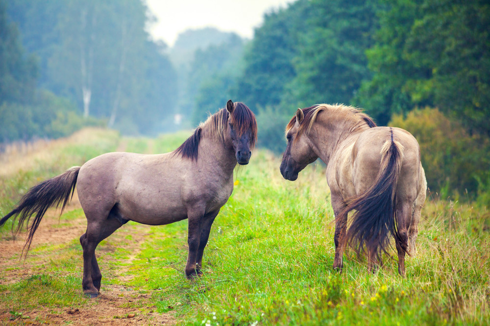 Two wild horses on the meadow