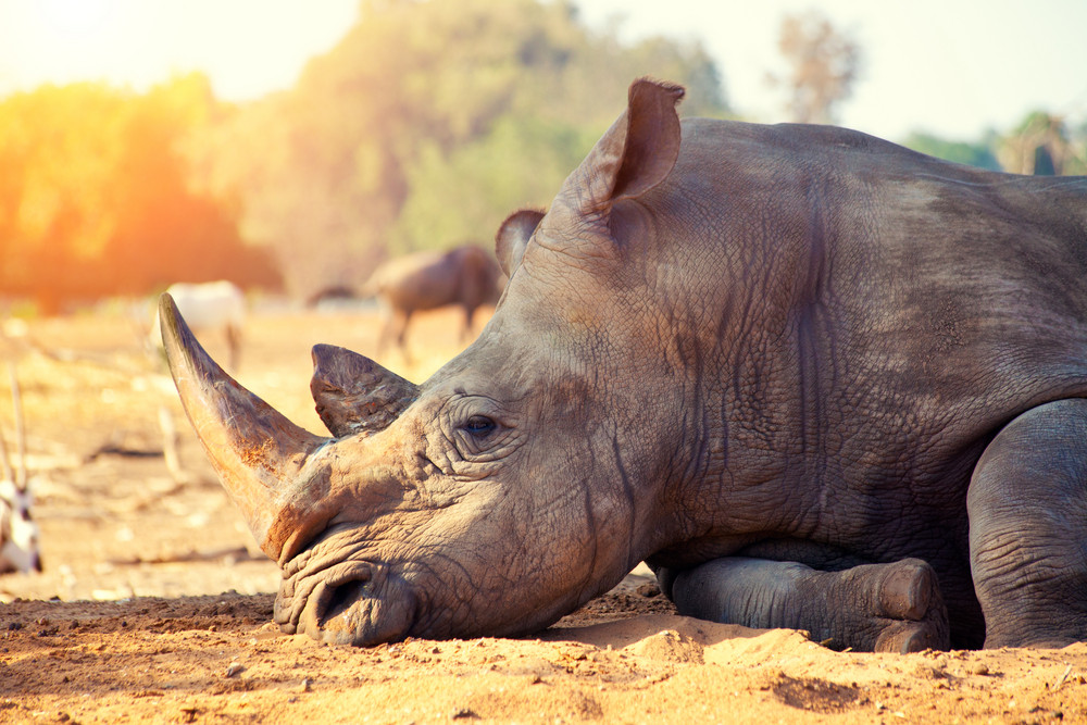 Rhinoceros have a rest in savannah