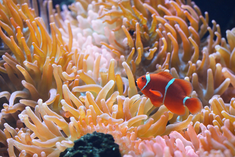 Amphiprion Ocellaris Clownfish In Marine Aquarium with anemones