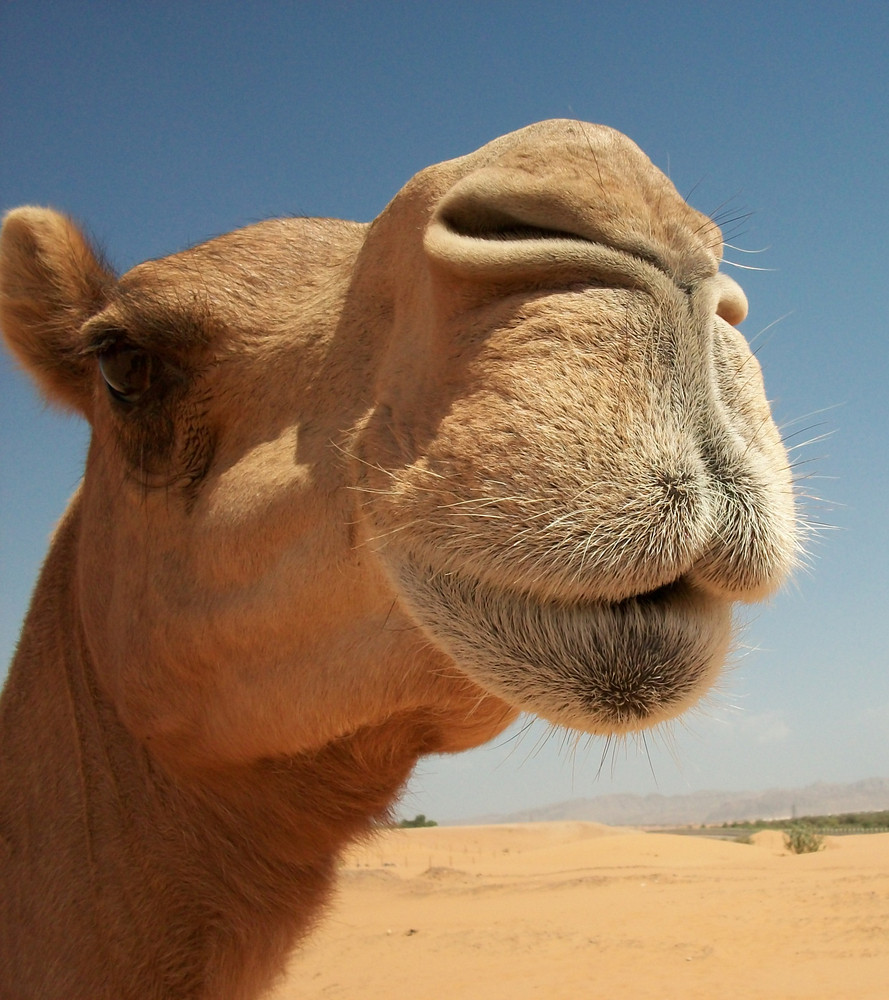 Camels in the desert Filming of camels during a trip to the Emirates