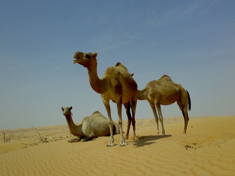 Camels in the desert Filming of camels during a trip to the Emirates