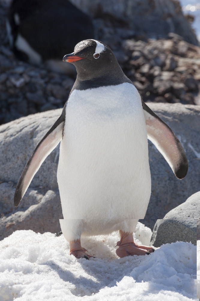 Close up of a penguin in the snow