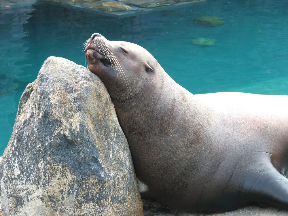 A large sea lion sunning himself on a rock.  A gentle giant.