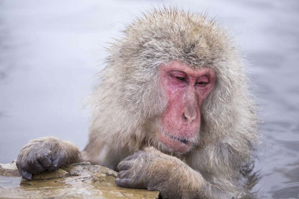 Jigokudani snow monkey bathing onsen hotspring famous sightseeing in Japan.