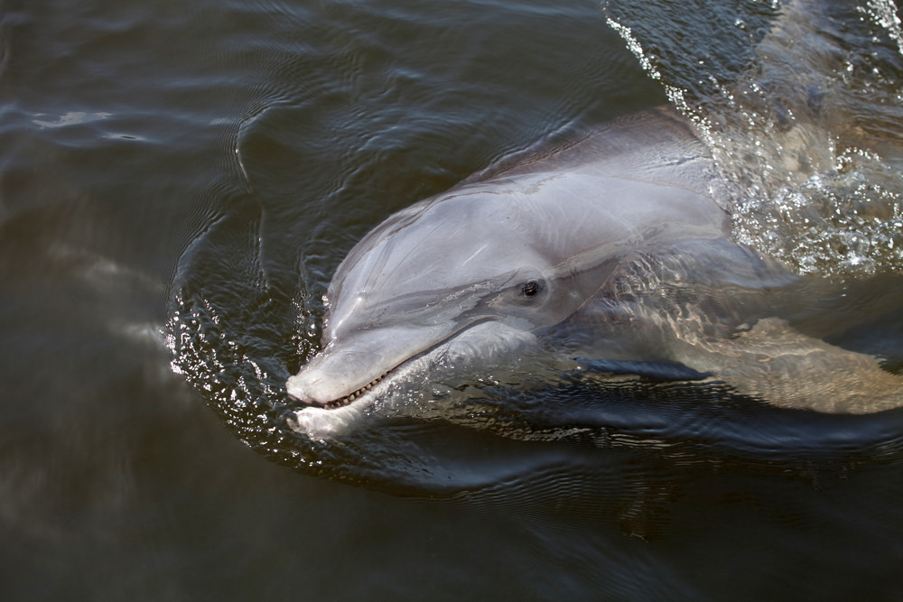 A wild Florida Dolphin that the locals call Beggar who lives in the Casey Key Area.