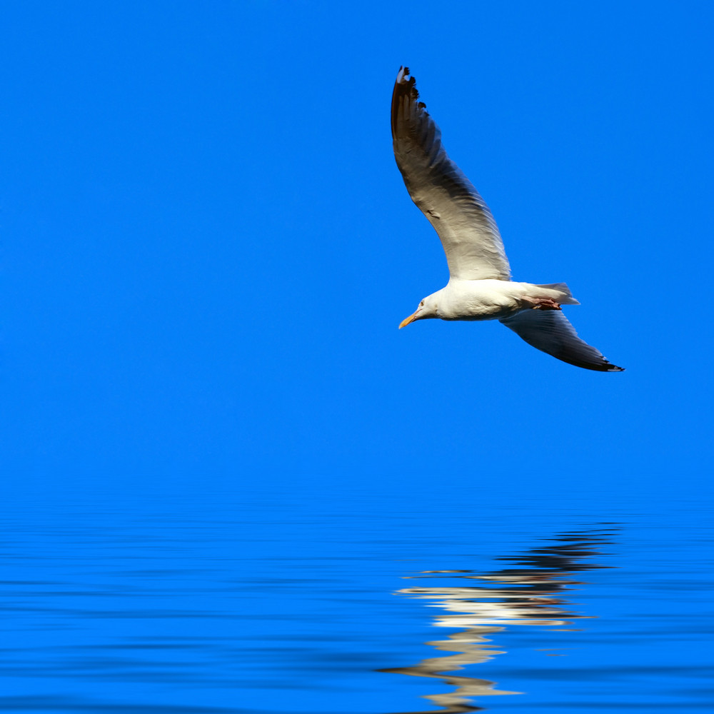 A large seagull flying over a blue sky with a reflection coming off the water.