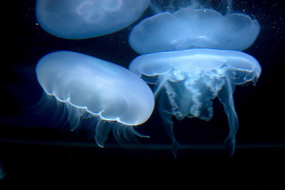 Glowing Jellyfish