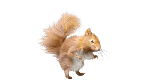 Dancing whirling squirrel