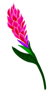 Flower blooming animation