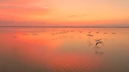 Drone slow motion video of flock of flamingos birds flying above water