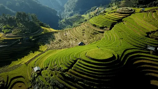 Aerial drone video of rice fields in mountains in Vietnam