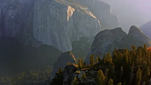 Trees in mountains