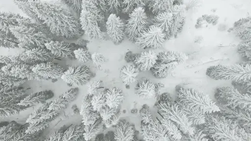 View of a forest in winter, Serbia Europe.