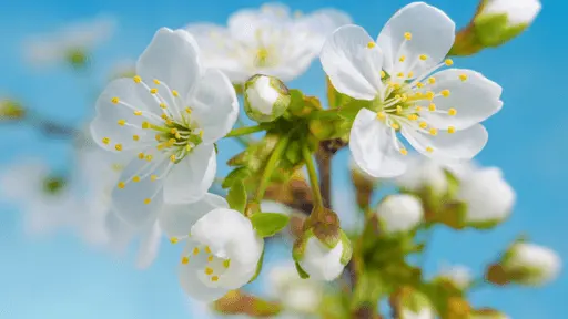 Timelapse of white blossom