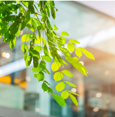 feuilles d'une plante