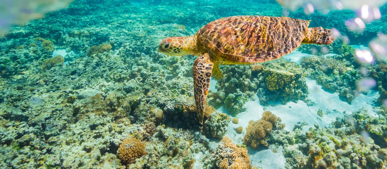 Schildkröte schwimmt im Meer