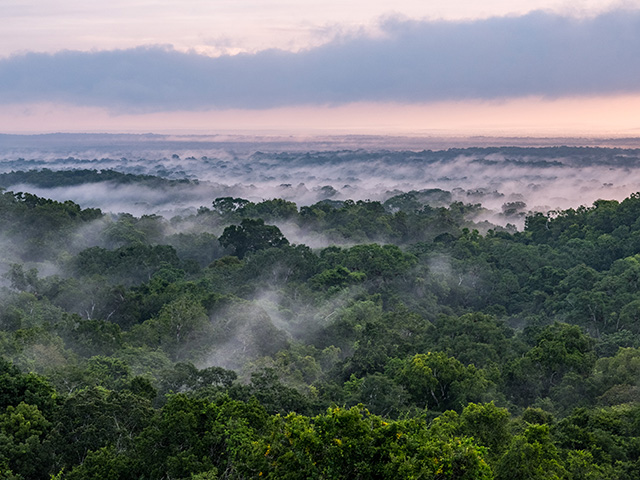 NASA-ISRO Radar Mission to Provide Dynamic View of Forests, Wetlands