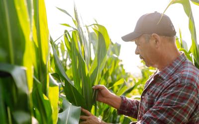 A farmer in a cornfield.