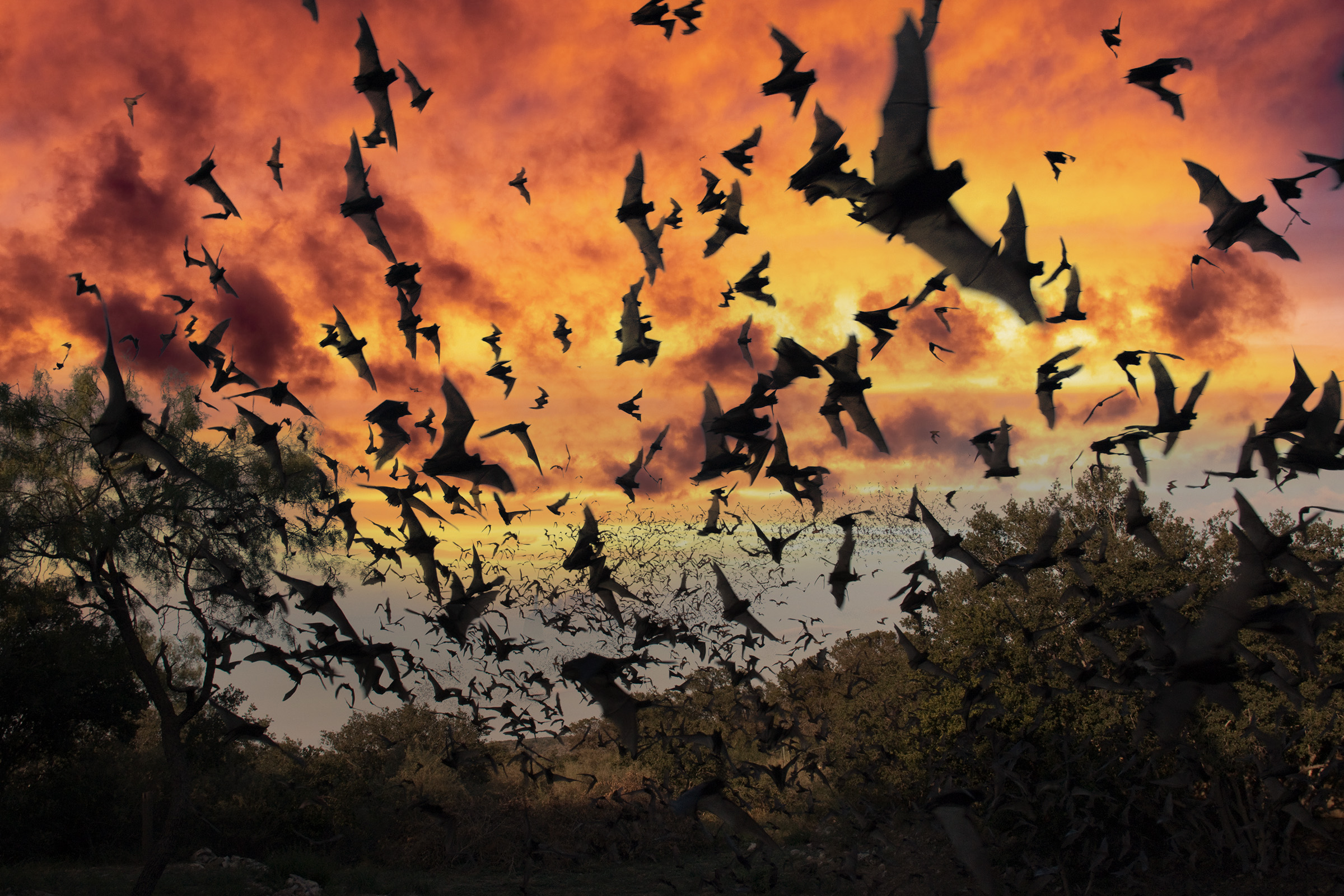 Hundreds of bats fly together, marring a backdrop of trees and a sunset.