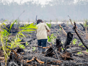 Featured image for A campaign tool that helped stop a major brand using dirty palm oil