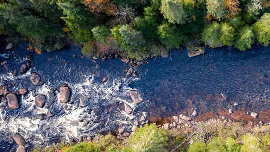 Stream in Forest