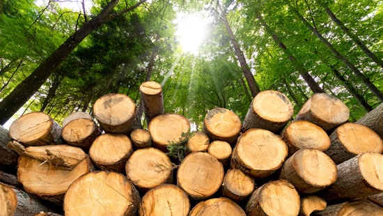 Stack of tree lumber in the forest