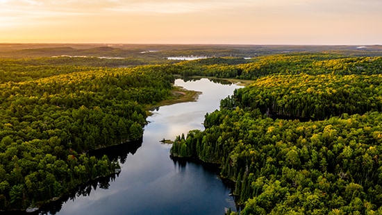 River running through trees