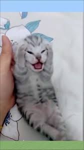 A kitten crying with a headache in its arms | TikTok