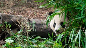 giant panda hidden amongst bamboo forest