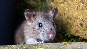 Rat with its paw on a concrete curb 