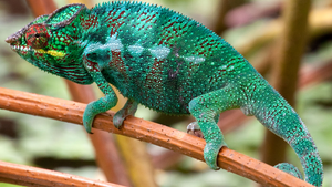 A green chameleon sitting on a branch