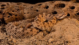 A sidewinder snake