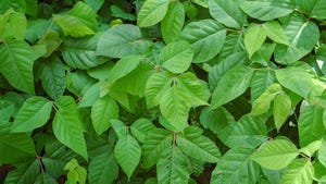 Poison ivy leaves