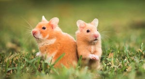 Two hamsters beside each other sitting in grass