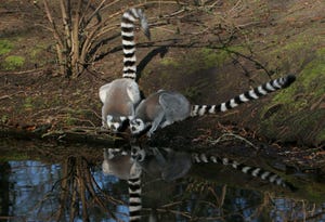 Ring tailed lemurs (Lemur catta) drinking water at a pond