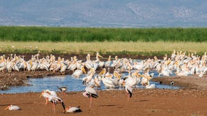 Storks and white pelicans at a watering hole in Tanzania.