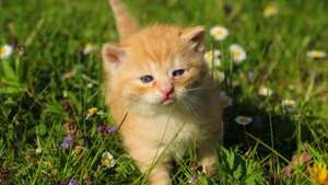 An orange colored kitten standing in green grass and wildflowers